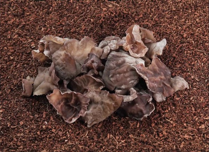 Black Fungus mushroom
