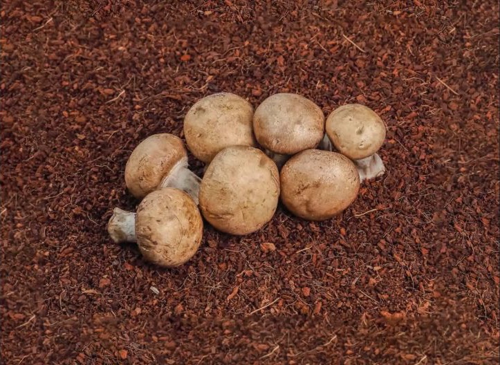 Cremini mushroom
