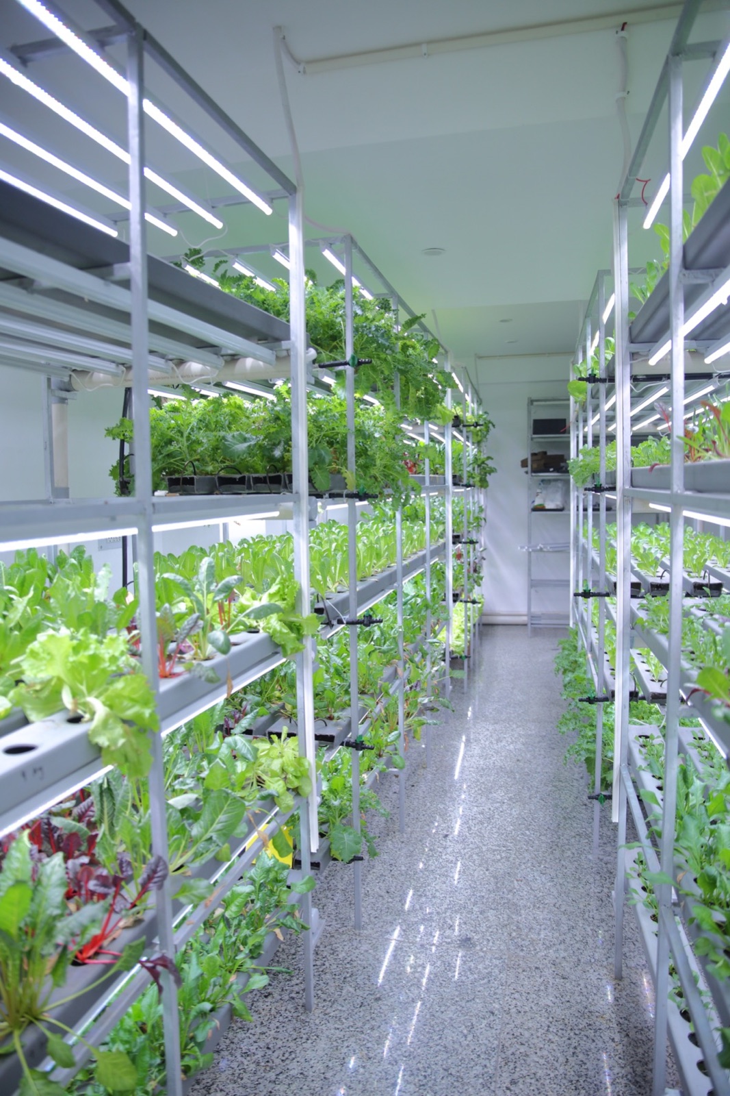 Rows of hydroponic greens inside the controlled Kalkaji farm