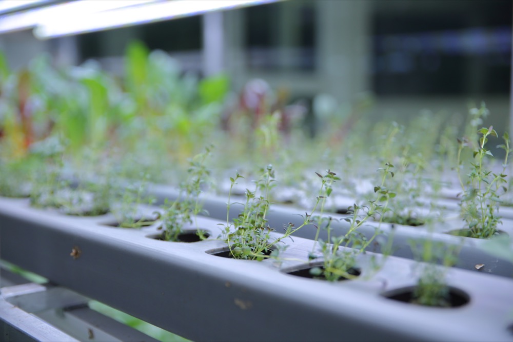 Fresh basil and herbs from the hydroponic farm