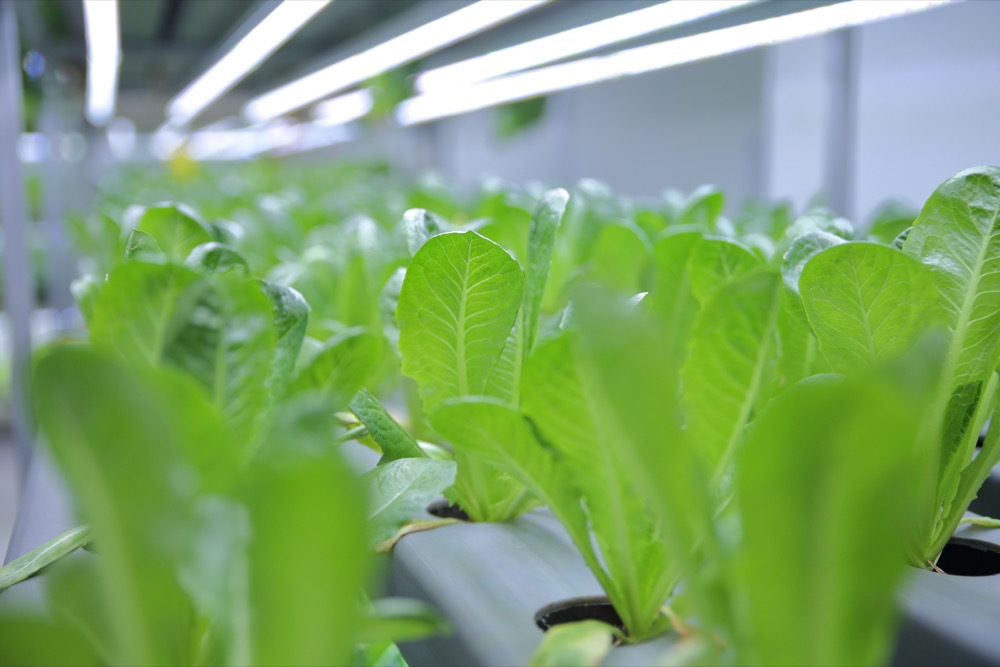 Fresh hydroponic leafy greens