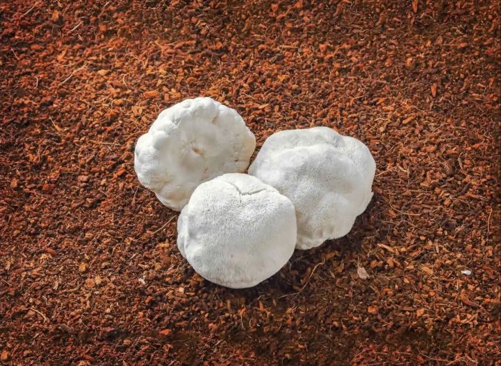 Lion’s Mane mushroom