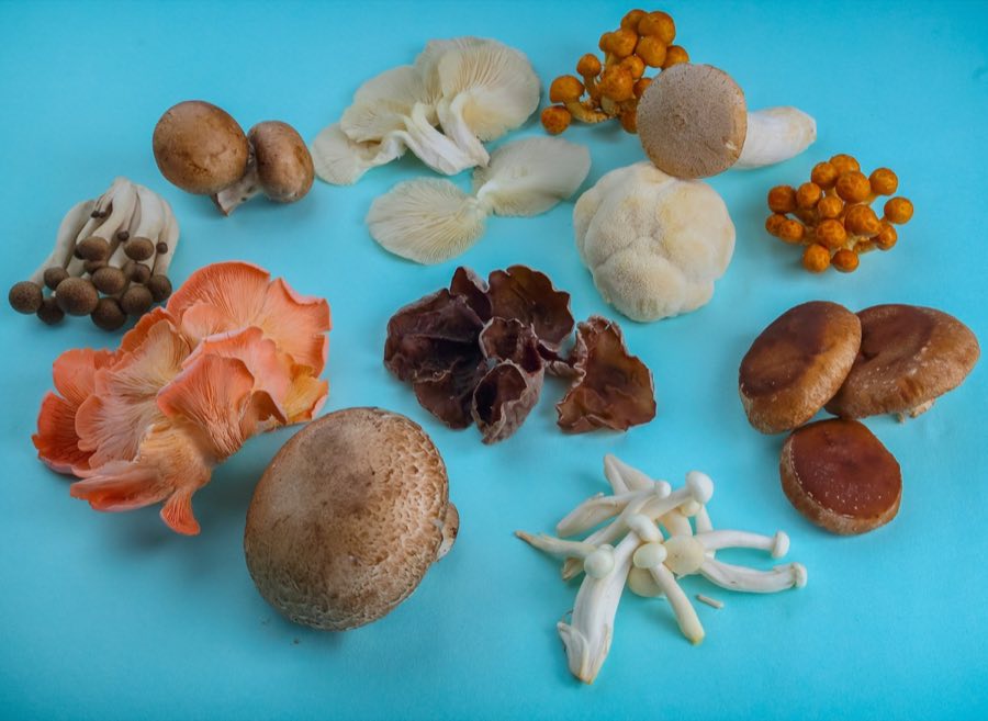 Selection of fresh culinary mushrooms