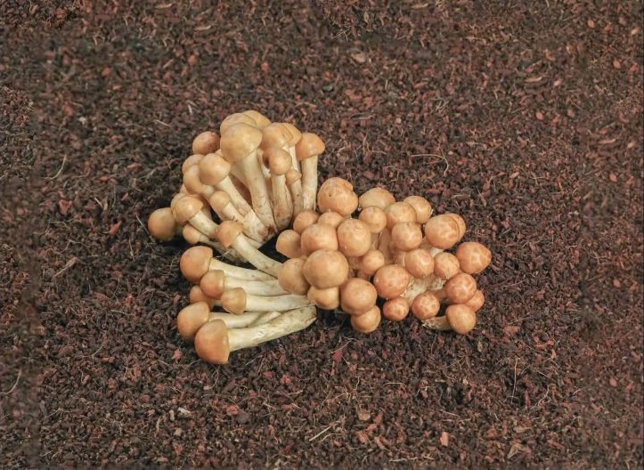 Nameko mushroom