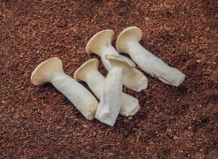 King Oyster mushroom