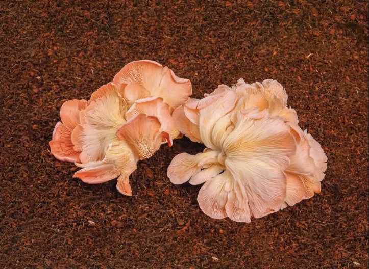 Oyster Pink mushroom