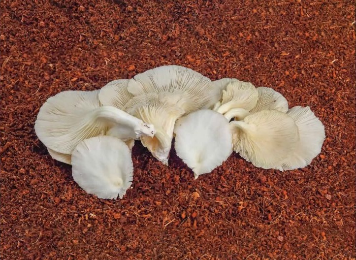 Oyster White mushroom