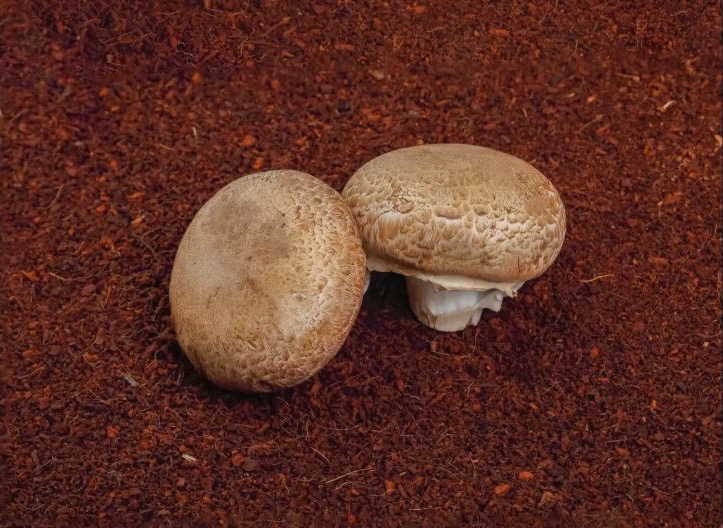 Portobello mushroom