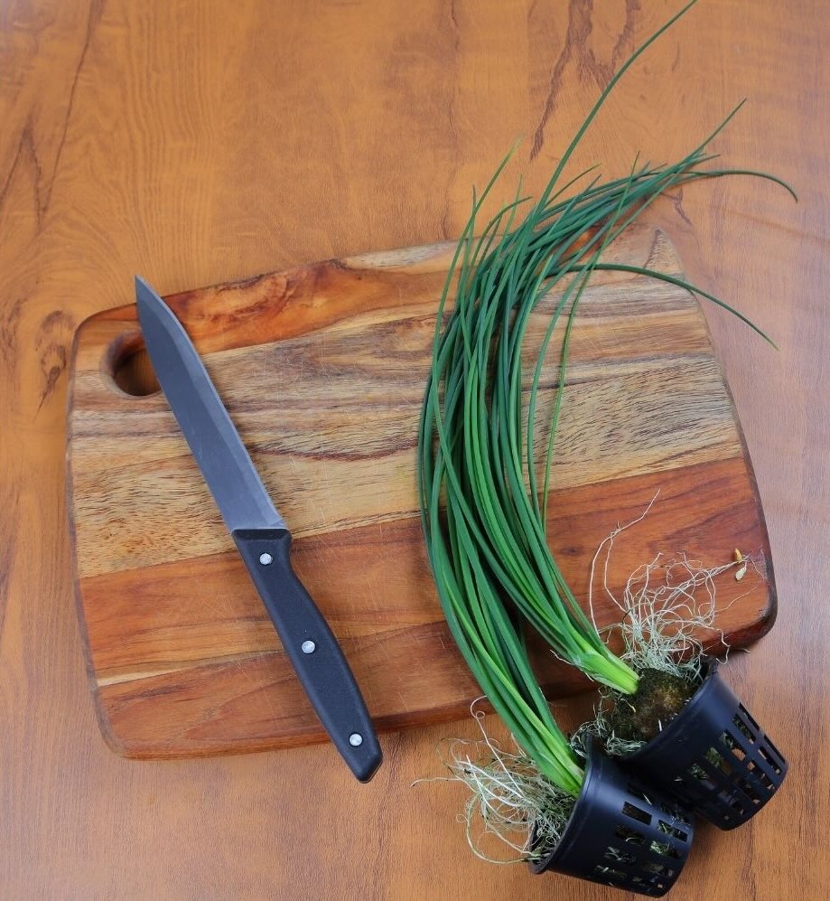 Onion Chives fresh herbs