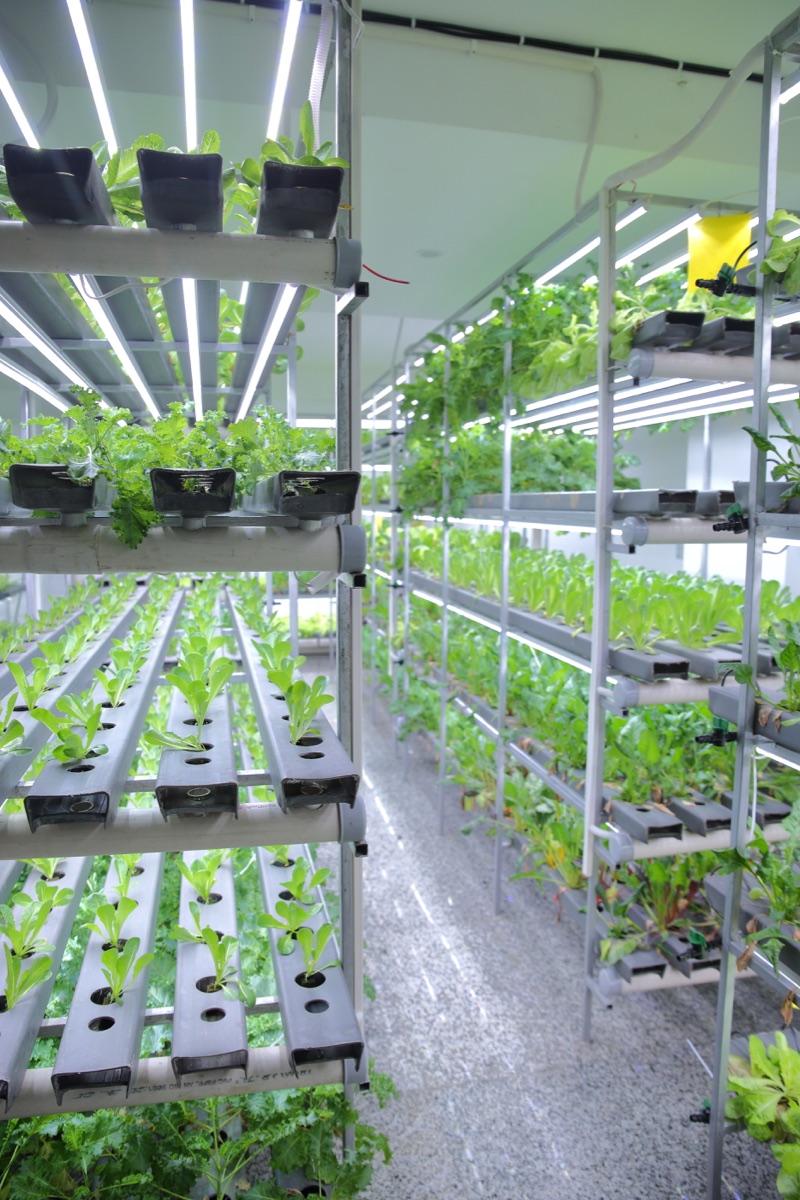 Stacked indoor hydroponic growing channels at Shuddh Hydro Greens in Kalkaji