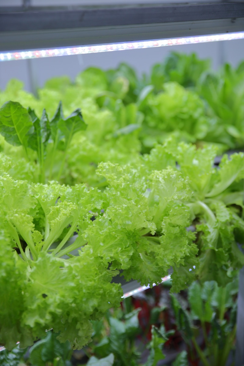 Close view of greens growing indoors at SHG