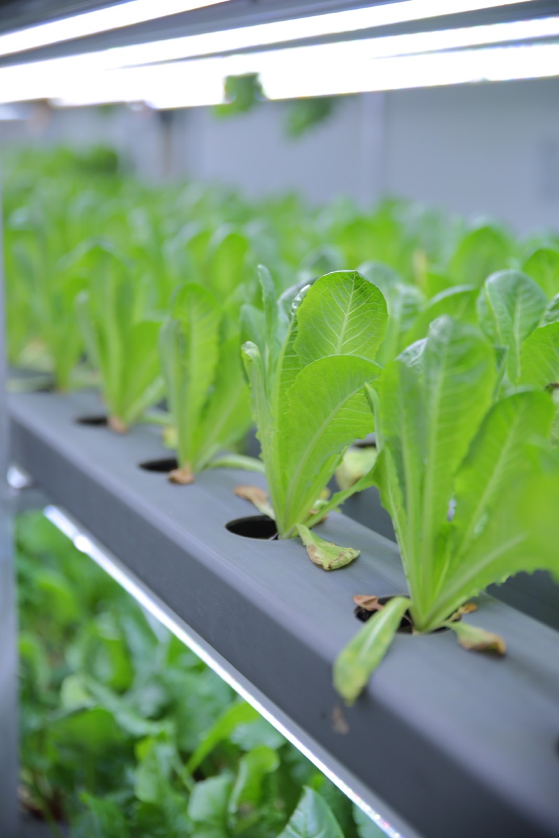 Young leafy plants growing under LED lights at SHG