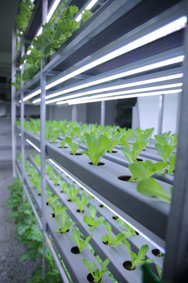 Seedlings in the controlled growing environment at SHG