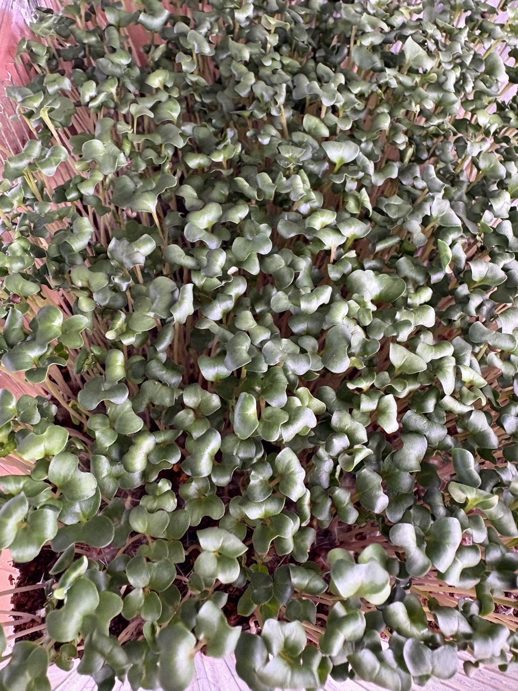 Fresh green microgreens photographed from above at SHG