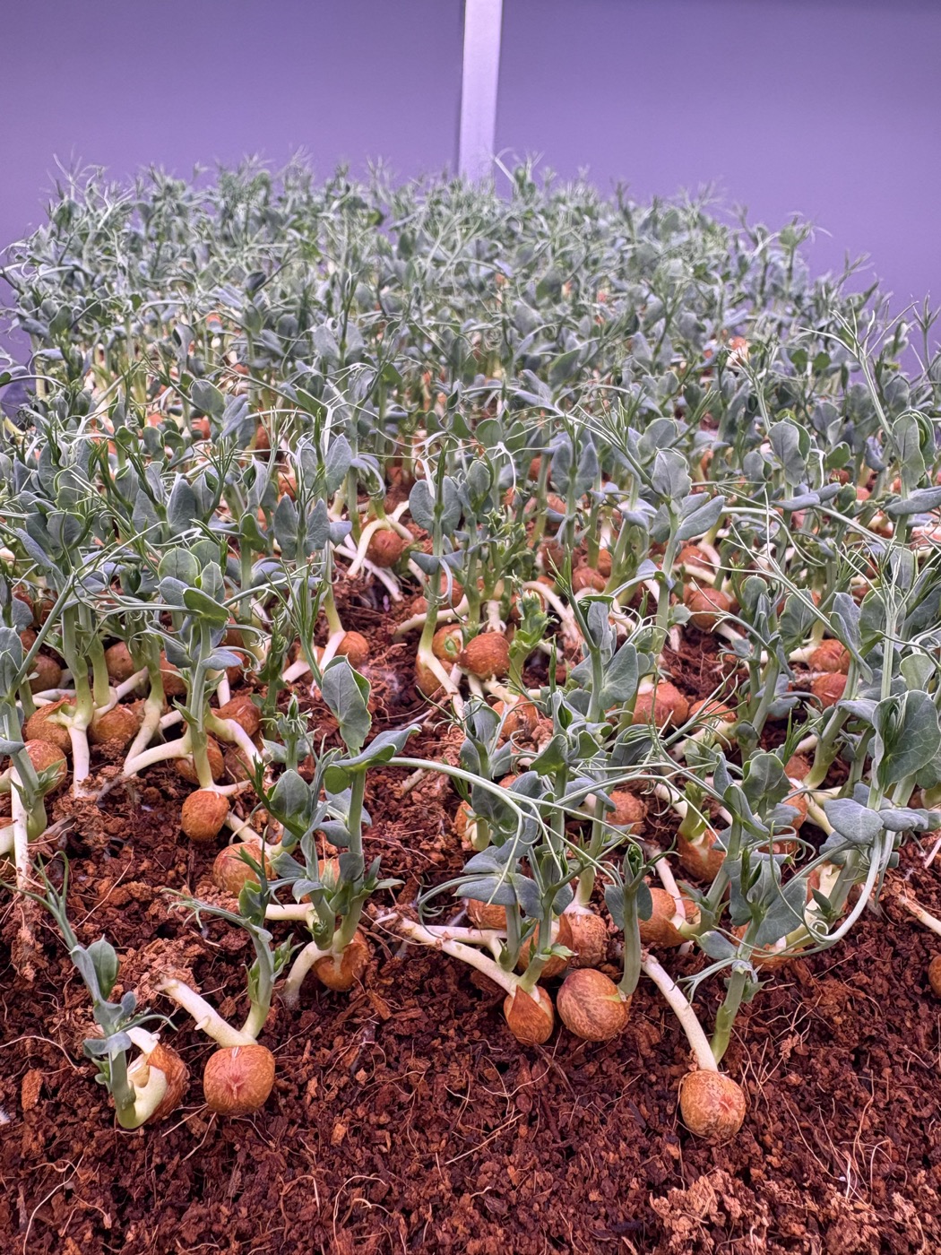 Microgreens growing under LED lights at SHG