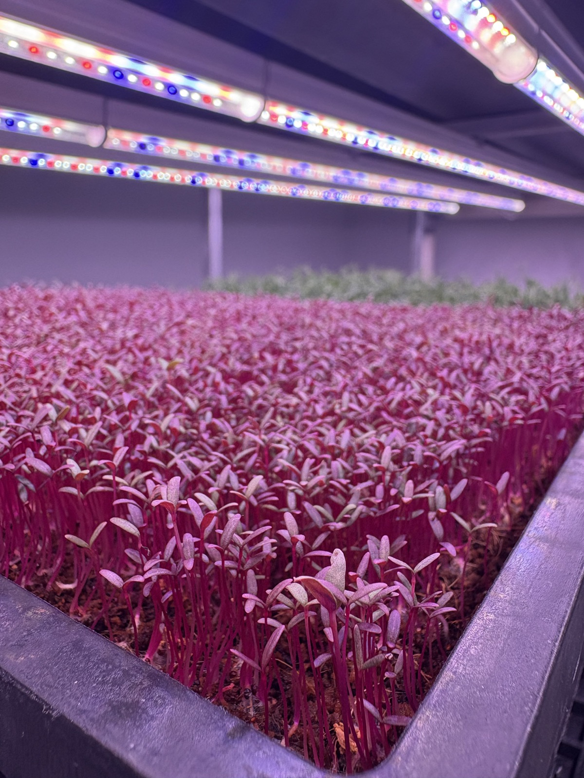 Fresh greens growing under LED lights at the indoor farm