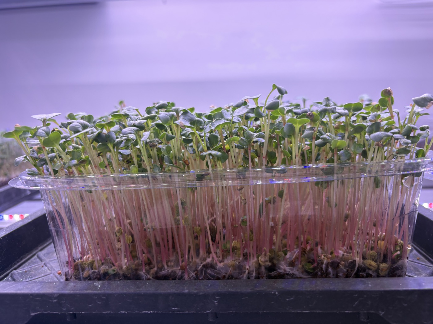 Young microgreens growing in a tray at SHG