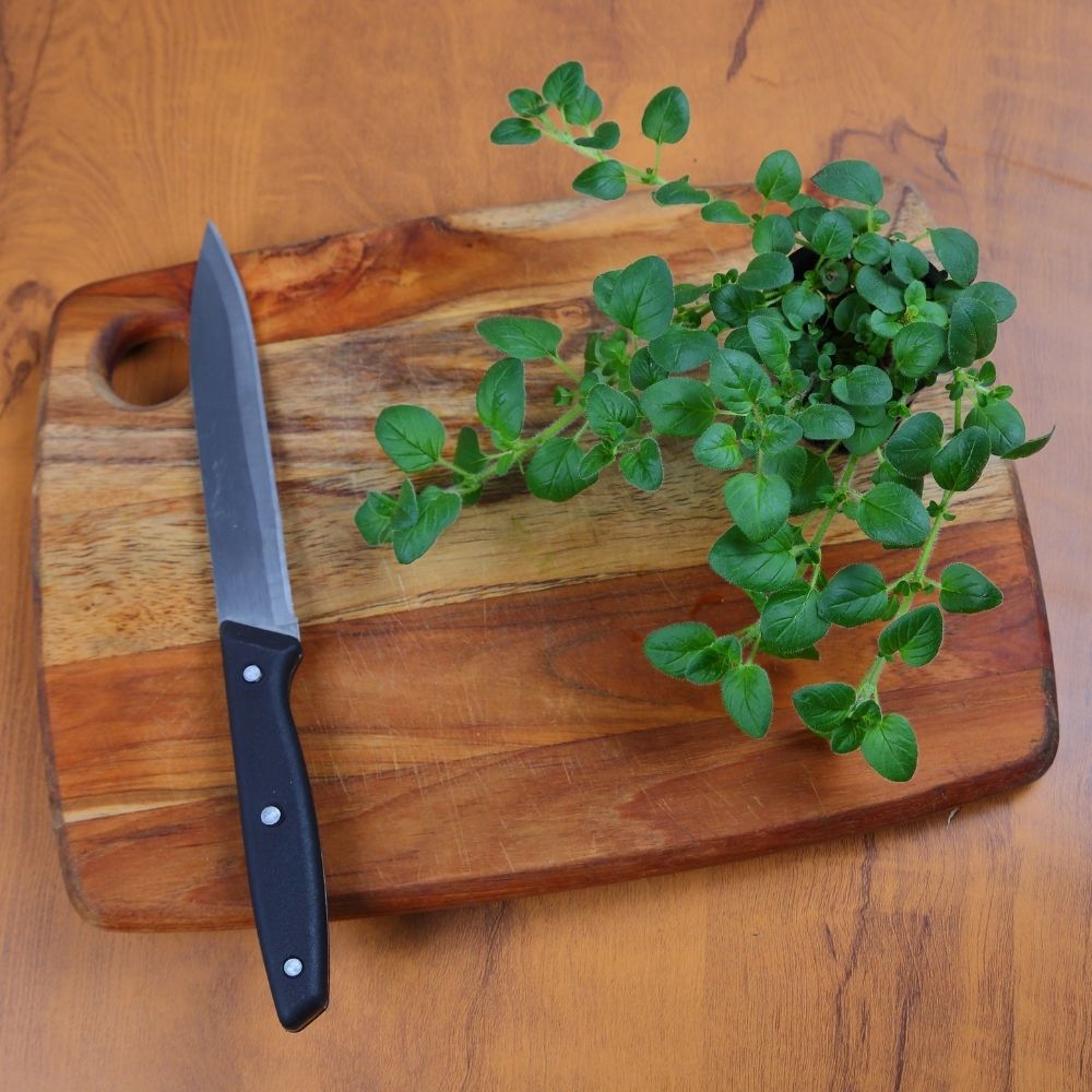 Oregano fresh herbs