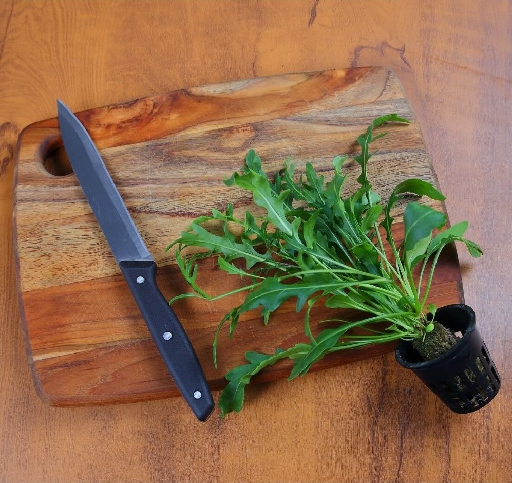 Arugula / Rocket leafy greens