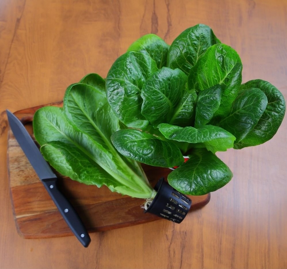 Romaine leafy greens