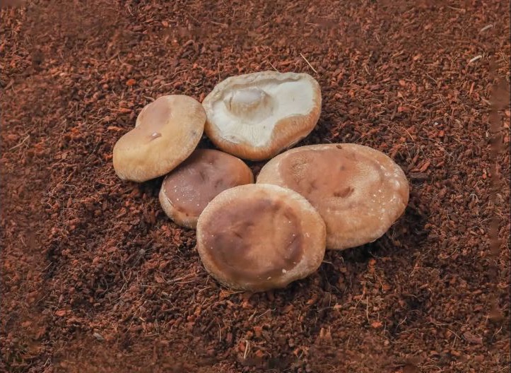 Shiitake mushroom