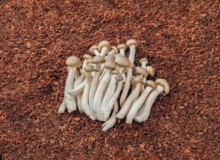 Shimeji Brown mushroom
