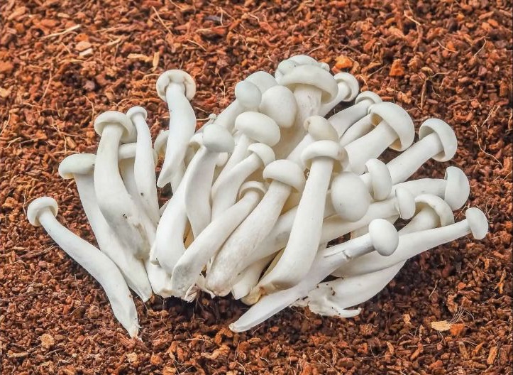 Shimeji White mushroom