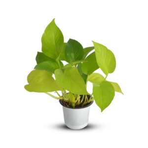 Money Plant Golden