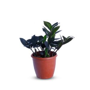 Zamia Black