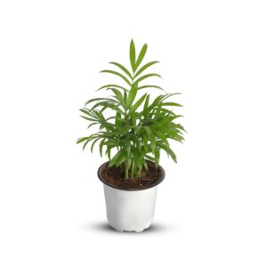 Chamandora Palm