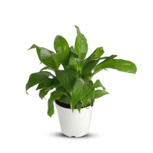 Spathiphyllum
