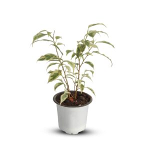 Ficus Starlight