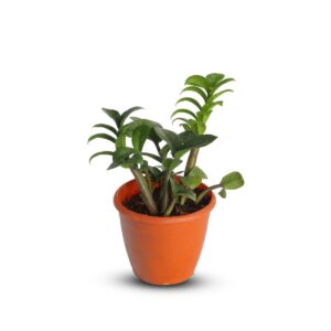 Zamia Zenzi