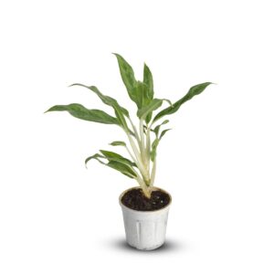 Aglaonema Silver