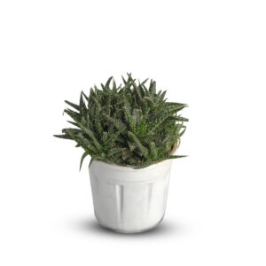 Succulent star