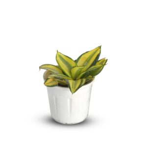 Sansevieria MIX