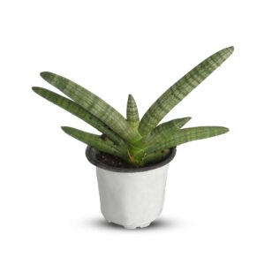 Sansevieria Cylindrica