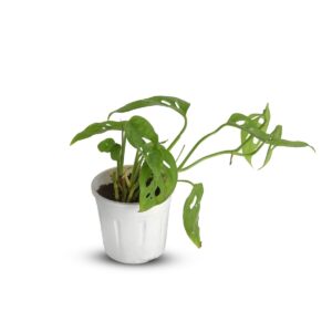 Monstera