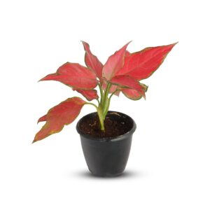 Aglaonema pink