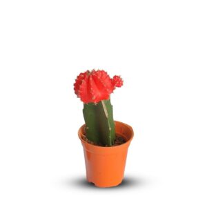 Cactus Grafted