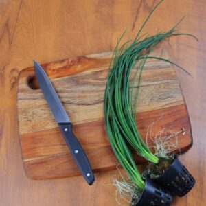 Chives